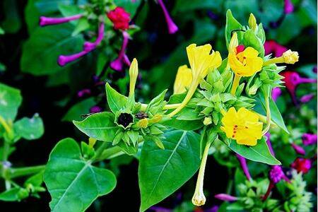 地雷花紫茉莉盆栽怎么养