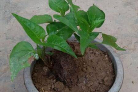 地雷花紫茉莉盆栽怎么养