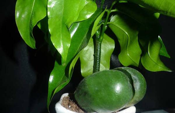 元宝树的养殖方法和注意事项