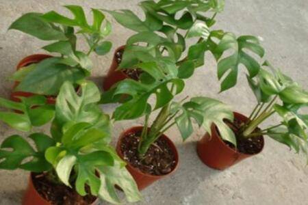 龟背竹用什么肥的四季施肥方法