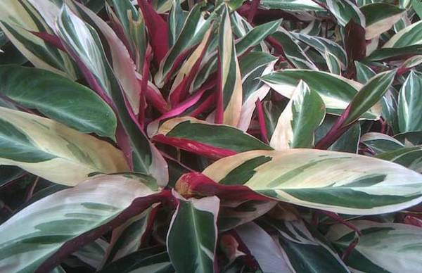 把彩虹竹芋养好看的养殖技巧