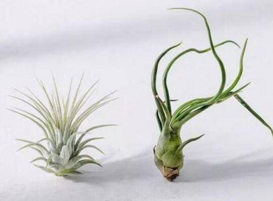 空气凤梨日常怎么养护