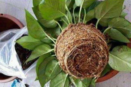 1559396210114455.jpg 刚买回来的绿萝怎么移盆养护