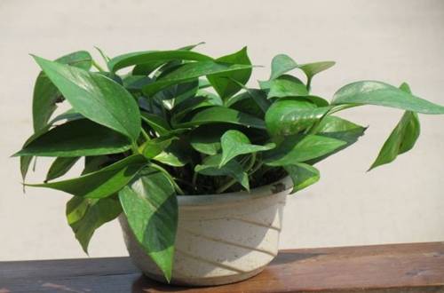 1559396226487119.jpg 刚买回来的绿萝怎么移盆养护