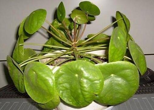 镜面草好养活吗