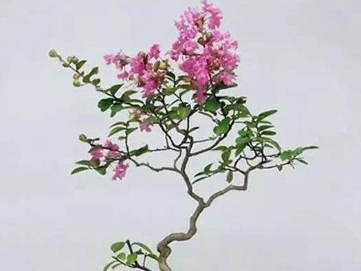 盆栽紫薇花的养护技巧