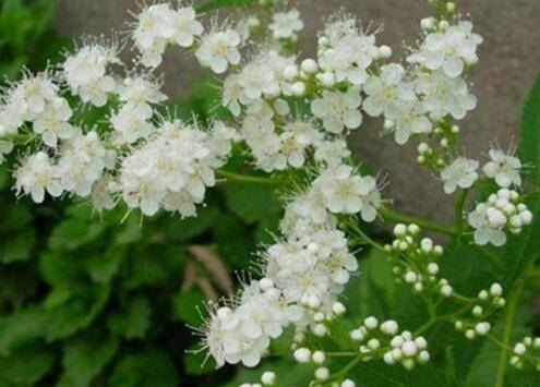 珍珠梅怎么一直不开花