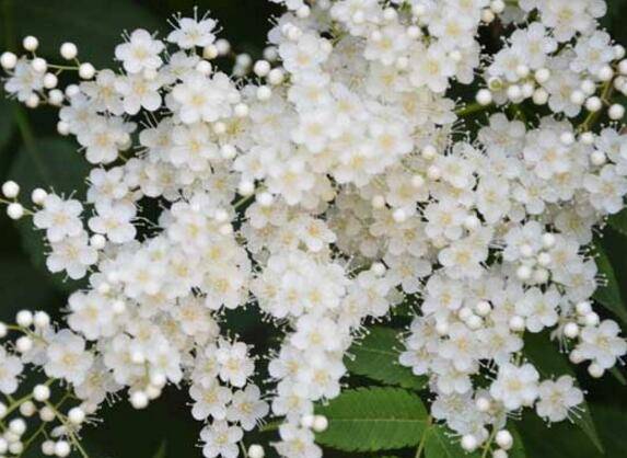 珍珠梅的养殖方法