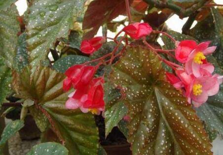 竹节海棠不开花的五大养护误区