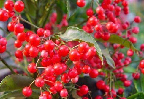 黄金万两的夏天养护方法