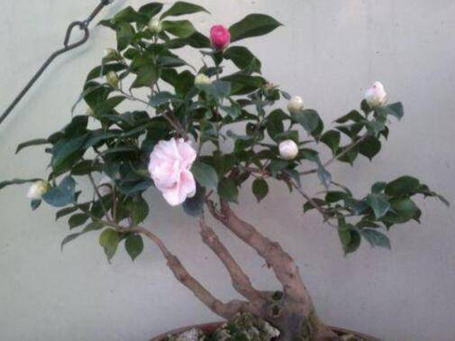 茶花叶片掉光了怎么救