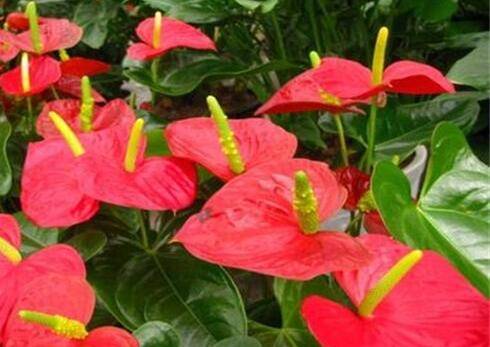 花烛养护的正确浇水方法