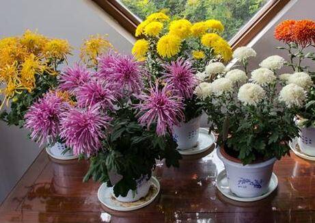 盆栽菊花苗的种植养护方法