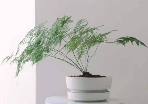 文竹是喜阴还是喜阳,能不能晒太阳