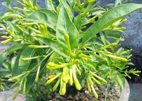 夜来香的盆栽养殖方法