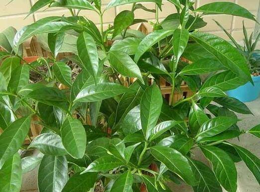 夜来香的盆栽养殖方法