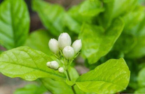 新栽的茉莉花怎么浇水