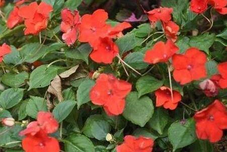 苏丹凤仙花的养殖方法