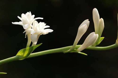 1552048006130257.jpg 晚香玉的养殖方法