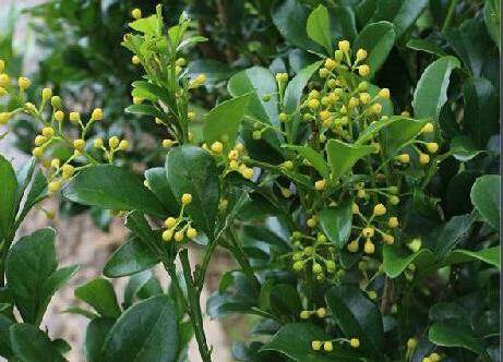 家里盆栽米兰的养殖方法