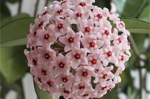 1506925763376097.jpg 球兰开花养殖方法和注意事项