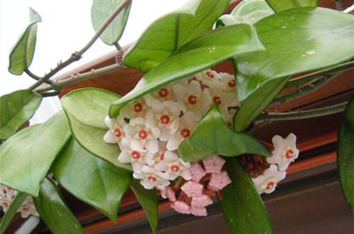 1506925744772979.jpg 球兰开花养殖方法和注意事项