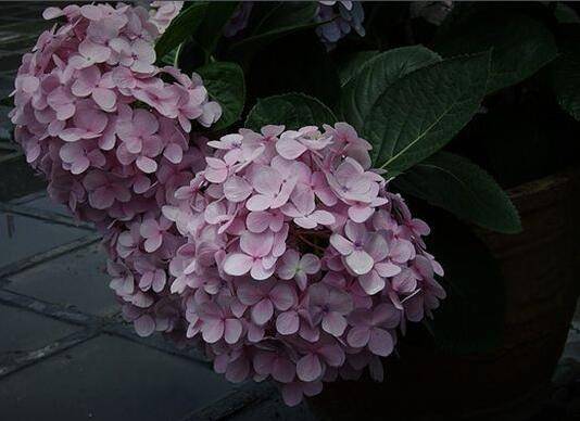 阳台上养绣球花花大色艳技巧