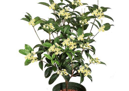 盆栽桂花五大施肥方法