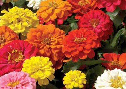 百日草的种植方法