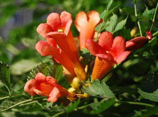 凌霄花的养殖方法和注意事项