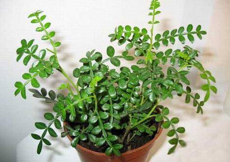 盆栽清香木幼苗的养护注意事项