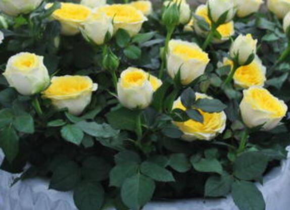 盆栽月季花用什么土好