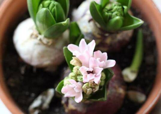 风信子种球的储藏保存方法