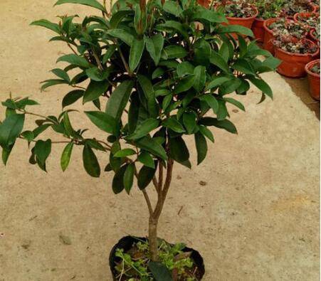 网购桂花苗的上盆方法
