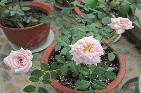 盆栽月季怎么养多开花