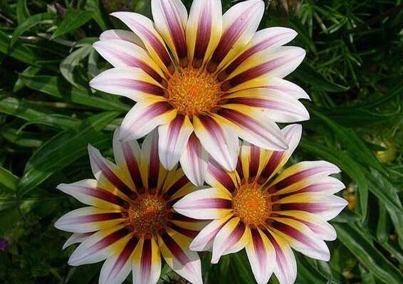 勋章菊的盆栽方法