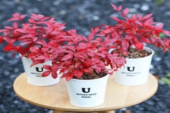 南天竹扦插繁殖方法 做好4步快速生根