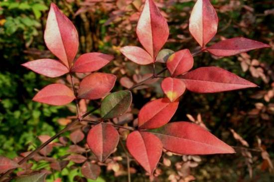 南天竹扦插繁殖方法 做好4步快速生根