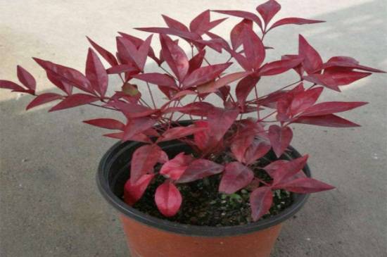 南天竹扦插繁殖方法 做好4步快速生根