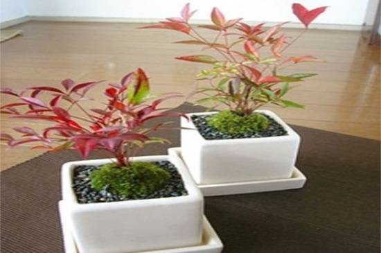 南天竹扦插繁殖方法 做好4步快速生根