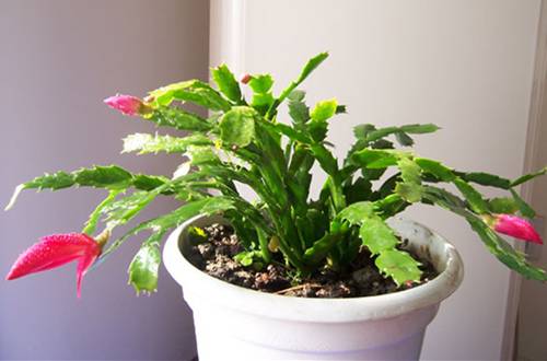 1541685889398345.jpg 刚扦插的蟹爪兰怎么养长的快