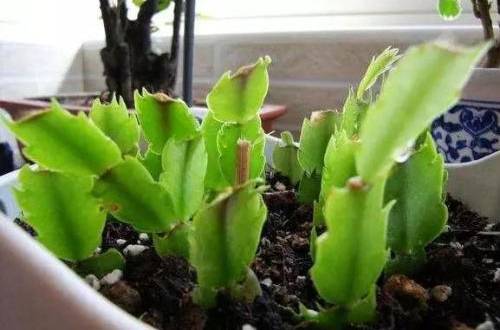 1541685909650210.jpg 刚扦插的蟹爪兰怎么养长的快