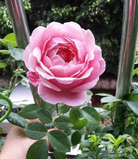 月季花怎么扦插?花友实践经验心得分享