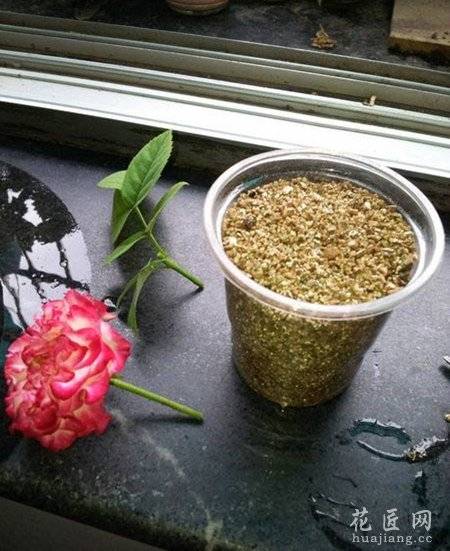 月季花怎么扦插?花友实践经验心得分享