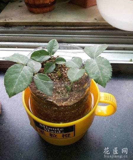 月季花怎么扦插?花友实践经验心得分享