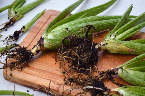 芦荟分株怎么养?芦荟分株养殖方法