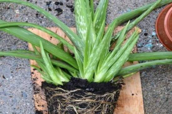 芦荟分株怎么养?芦荟分株养殖方法