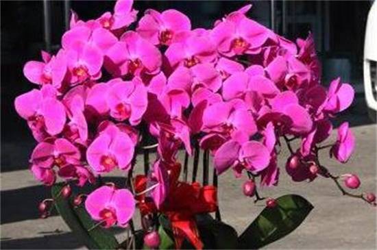 蝴蝶兰怎么扦插?不能随意摘取枝条
