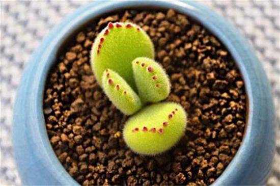 熊童子平铺叶插方法