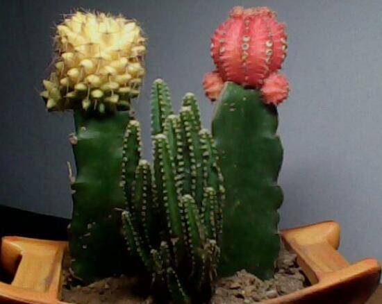 仙人球要怎么嫁接?仙人球的嫁接方法步骤